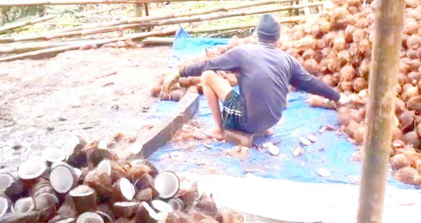 Harga Kopra di Gorontalo Mulai Membaik, Per Kg Dihargai Rp6.500-7.000