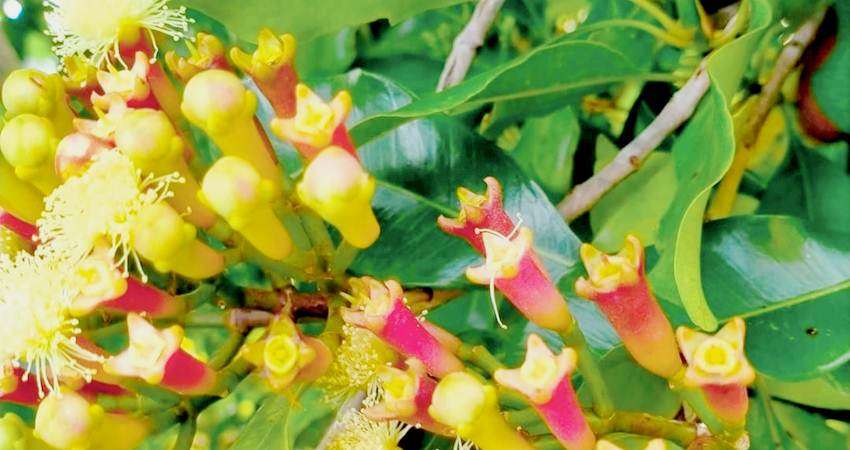 Di Gorontalo, Upah Petik Cengkeh Rp5 Ribu per Liter, Banyak Petani Mulai Panen