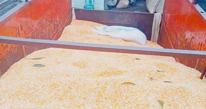 Harga Jagung di Gorontalp Sulit Bangkit, Pupuk dan Bibit Mahal, Petani Mengaku Tak Pulang Modal