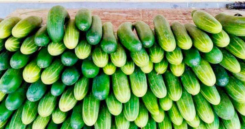 Harga Ketimun Melonjak, Akibat Pasokan ke Pasar Tradisional Berkurang