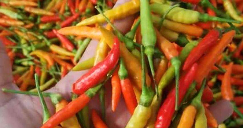 Harga Rica Rp40 Ribu per Kg, Di Pasar Tradisional Mulai Rp32 Ribu