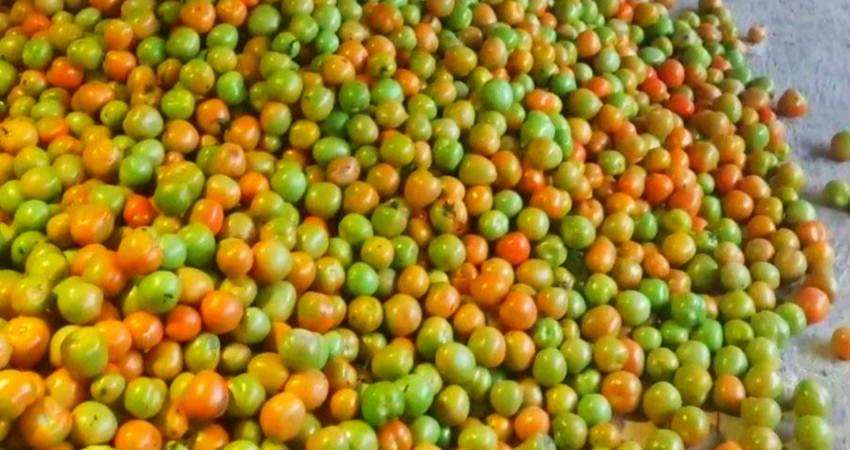 Tomat Tembus Rp15 Ribu per Kg, Pasokan ke Pedagang Minim