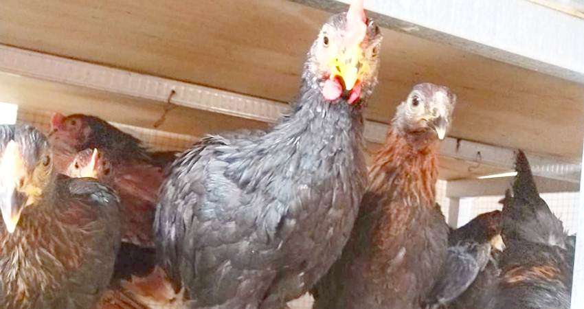 Permintaan Ayam Kampung Meningkat, Ratusan Ekor Laku dalam Sekali Panen