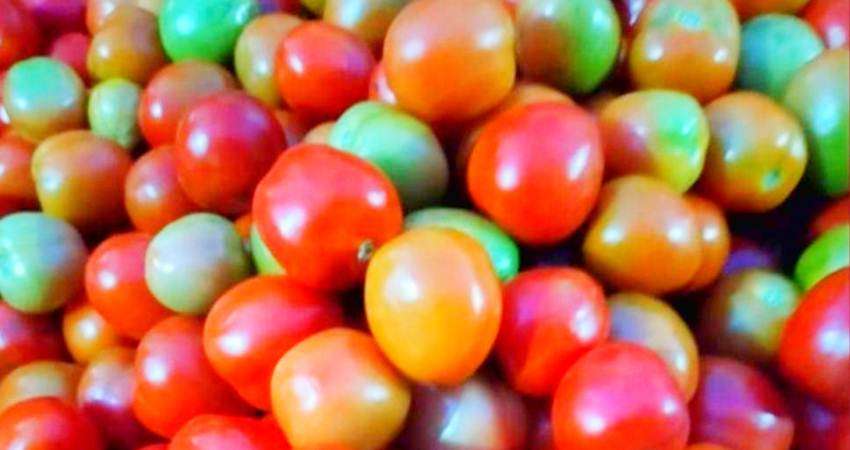 Stok Melimpah, Harga Tomat Masih Mahal, Per Kg Mulai Rp6 Ribu