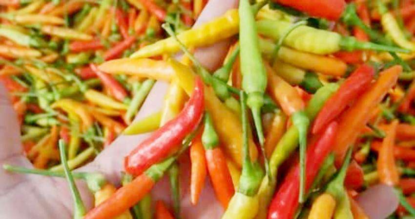 Harga Rica Rp45 Ribu per Kg, Stok di Kalangan Pedagang Cukup Tersedia