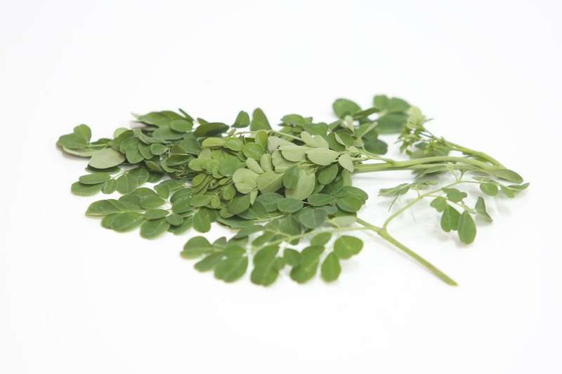 5 Manfaat Daun Kelor yang Luar Biasa, Nomor 3 Bikin Pria Perkasa