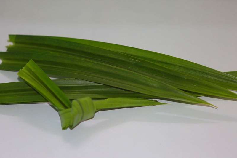 7 Khasiat Air Rebusan Daun Pandan Campur Madu yang Tidak Terduga