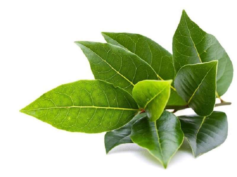 4 Manfaat Mandi dengan Air Rebusan Daun Salam, Bisa Meredakan Stres juga