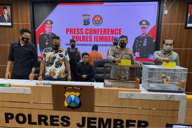 Seorang warga Desa Padomasan Ditangkap Polisi Akibat Memelihara Satwa Endemik Asal Papua yang dilindungi