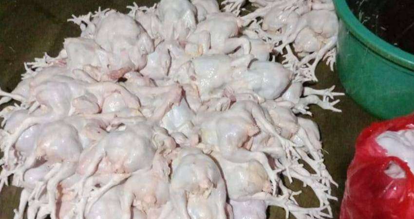 Harga Ayam Potong Naik, Permintaan Pasar Masih Stabil