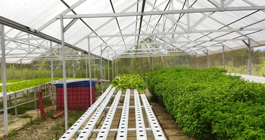 Terinspirasi YouTube, Warga Suwawa Sukses Kembangkan Usaha Hidroponik