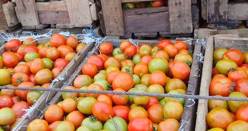 Stok Minim, Tomat Semakin Mahal, Capai Rp17 Ribu per Kg