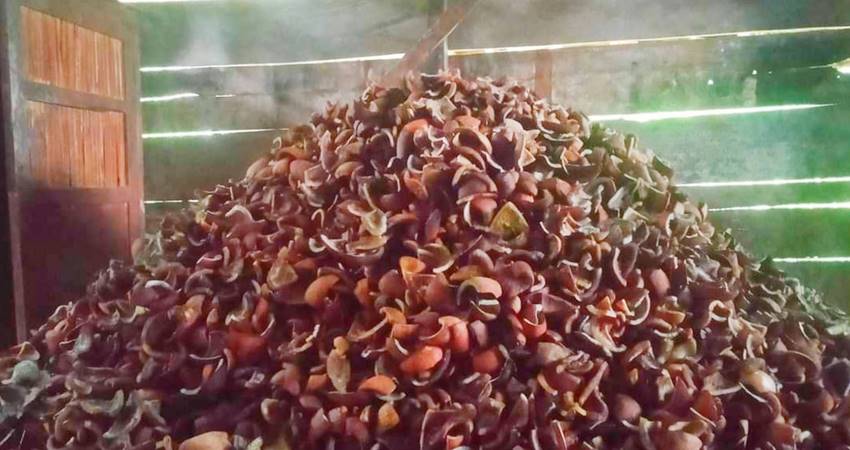 Kabar Baik, Harga Kopra di Gorontalo Membaik