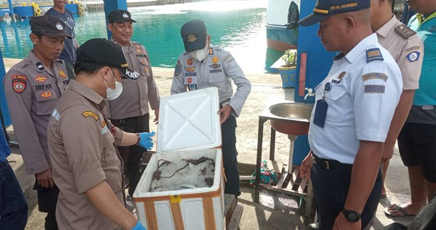 Tim gabungan Personel Polsek KPG serta Petugas Karantina Ikan dan Hewan, menyita kurang lebih 30 kilogram daging babi dan tikus yang tidak memiliki dokumen resmi.