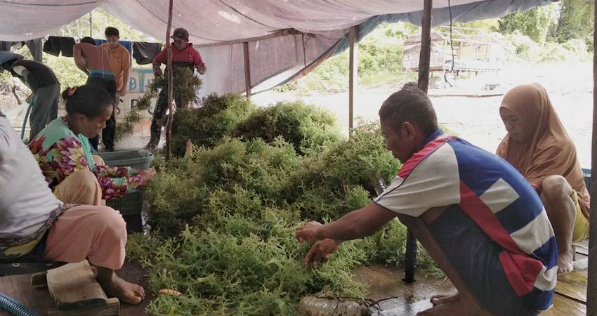 Rumput Laut Bawa Berkah Bagi Masyarakat Kwandang