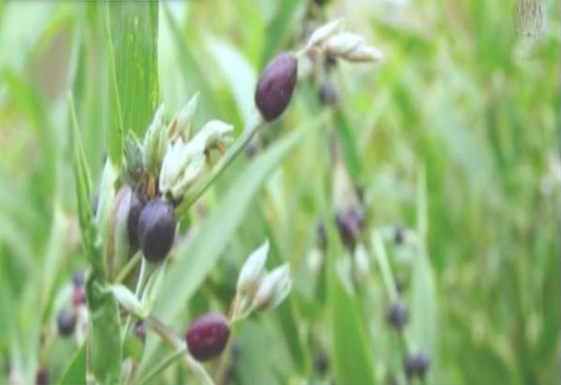 Hanjeli, Bahan Makanan Yang Bisa Menggantikan Nasi, Manfaatnya Luar Biasa