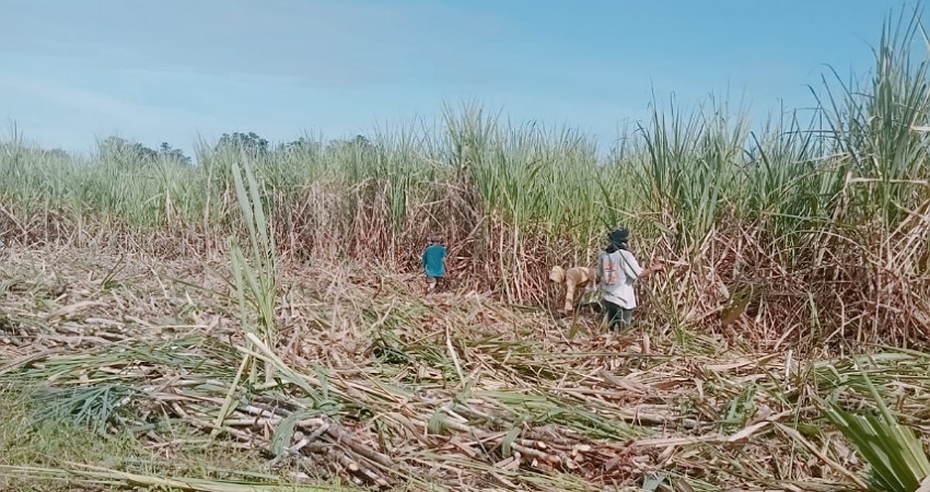PT PG Gorontalo Naikkan Harga Tebu Petani