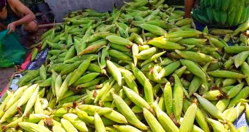Banyak Peminat, Jagung Manis Makin Laris, Harga Tergolong Cukup Stabil