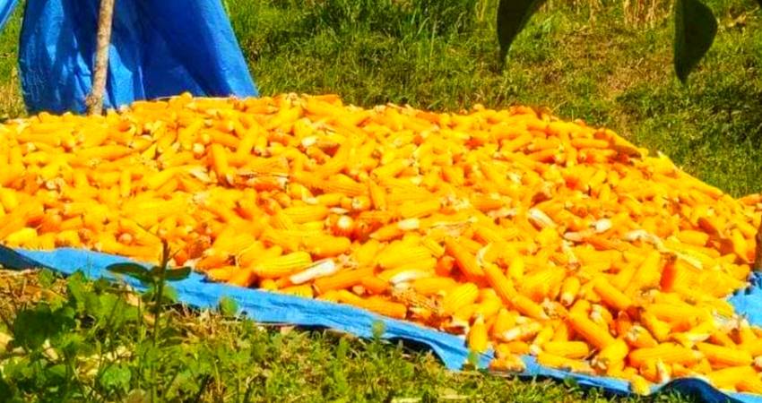 Harga Jagung Naik, Kering Dibanderol Mulai Rp4 Ribuan per Kg