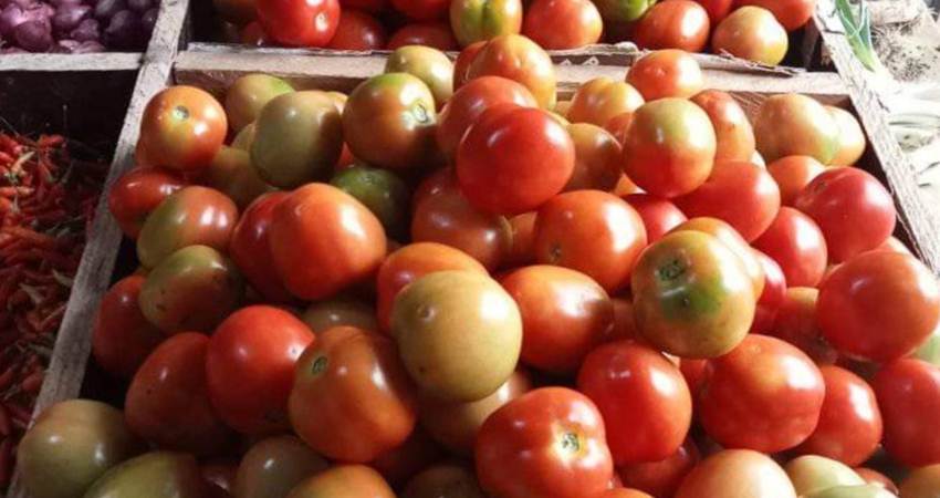 Stok Minim, Tomat Mahal, Capai Rp12 Ribu per Kg