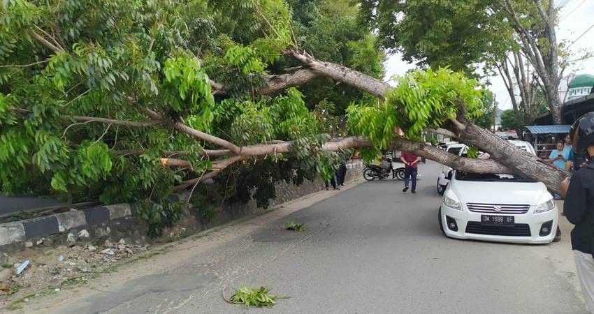 Kondisi pohon tumbang, dan minibus berwarna puti yang rusak akibat tertimpa pohon, di jalan Pangeran Hidayat atau dikenal dengan Jalan Dua Susun. Kamis, (2/3/2023). (Foto. Diyanti/Gorontalo Post)