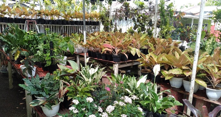 Tanaman hias yang ada di toko dua putri florist. (Foto Elvira)