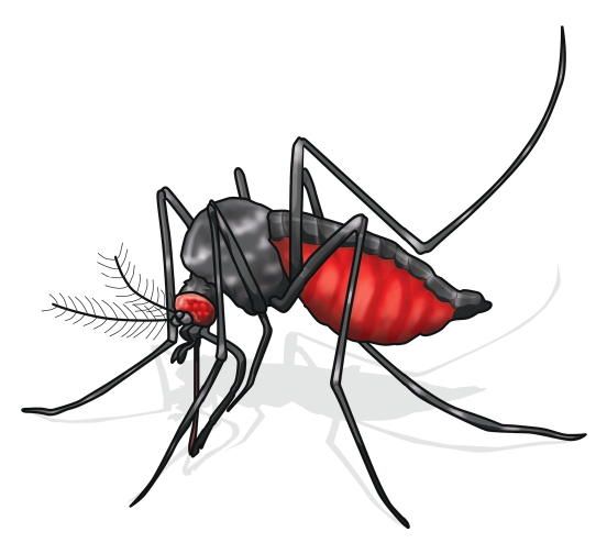 DBD Intai Kota-Kabgor , Capai 12 Kasus, Dua Orang Meninggal