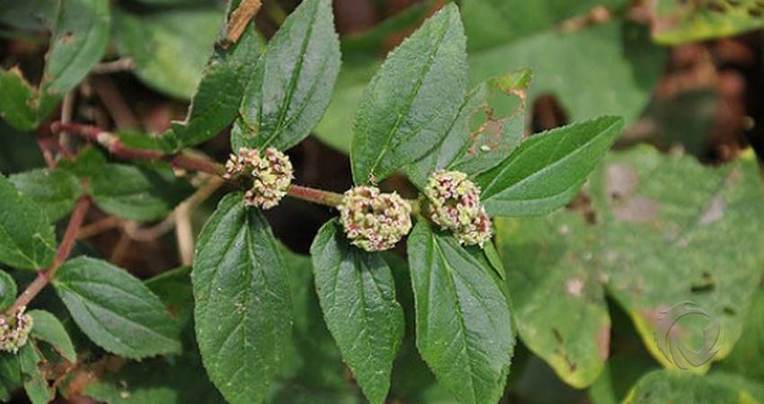 Rahasia Kesehatan Tersembunyi dari Patikan Kebo atau Tabulotutu sebagai Tanaman Obat