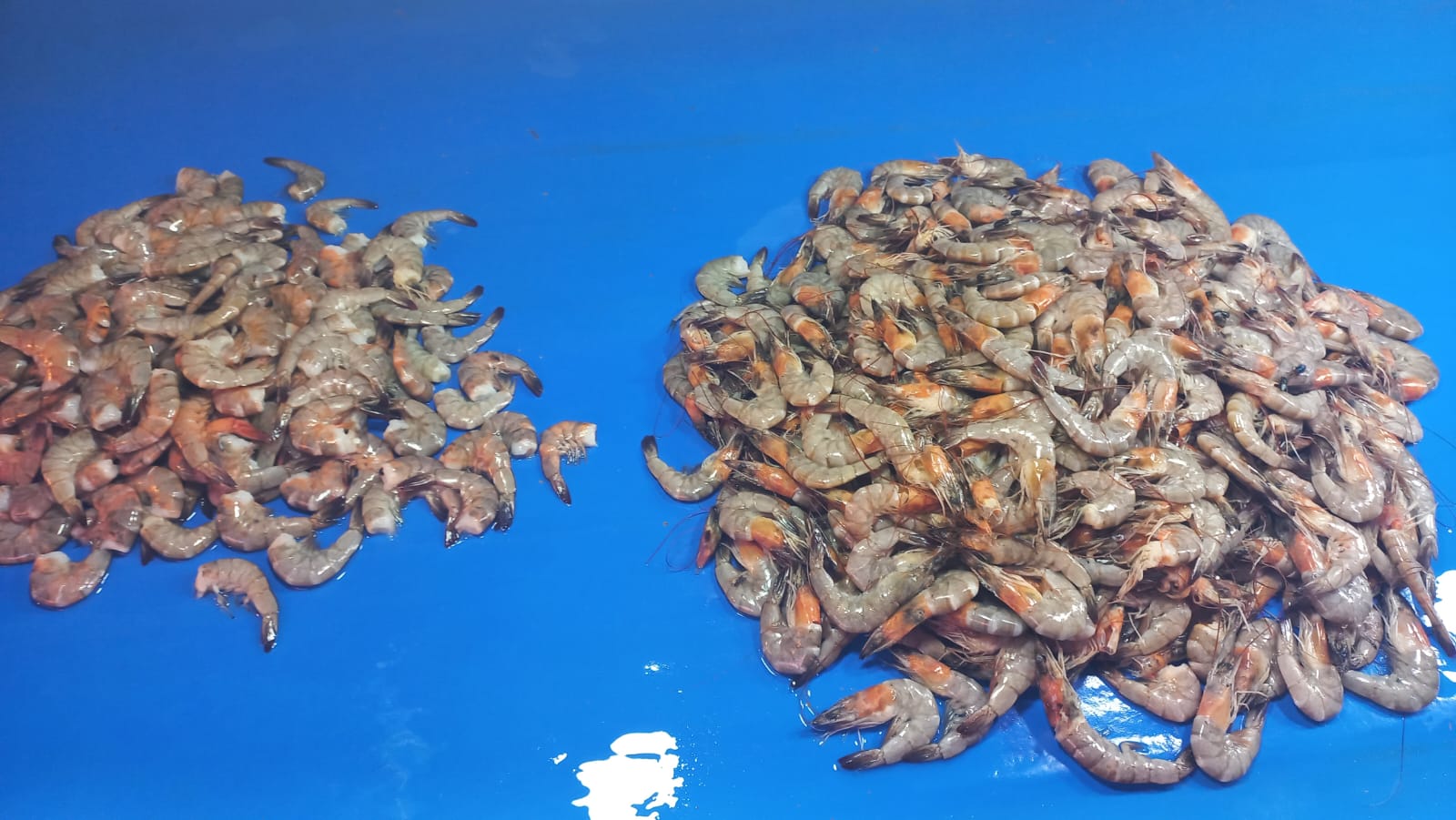 Udang yang dijual pedagang di pasar tradisonal. (Foto Atika)