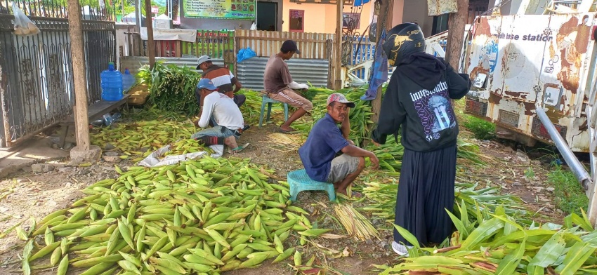 Salah satu lapak pakan sapi di Wilayah Telaga, Kabupaten Gorontalo. (Foto Atika)