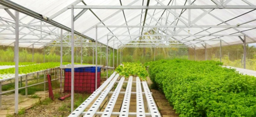 Salah satu usaha hidroponik di Bone Bolango. (Alsepti Thalib)