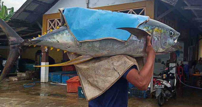 Gorontalo Akan Jadi Pusat Ekspor Tuna di Utara Sulawesi 