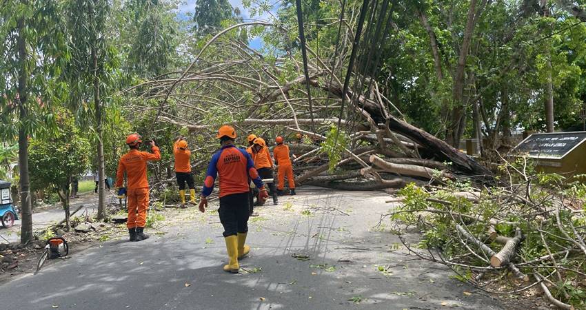 Sejumlah petugas gabungan Basarnas, Damkar, BPBD dan Polda Gorontalo saat melakukan evakuasi pohon tumbang di Jalan Pangeran Hidayah atau JDS Kelurahan Paguyaman Kecamatan Kota Utara Kota Gorontalo. (F. Roy/ Gorontalo Post).