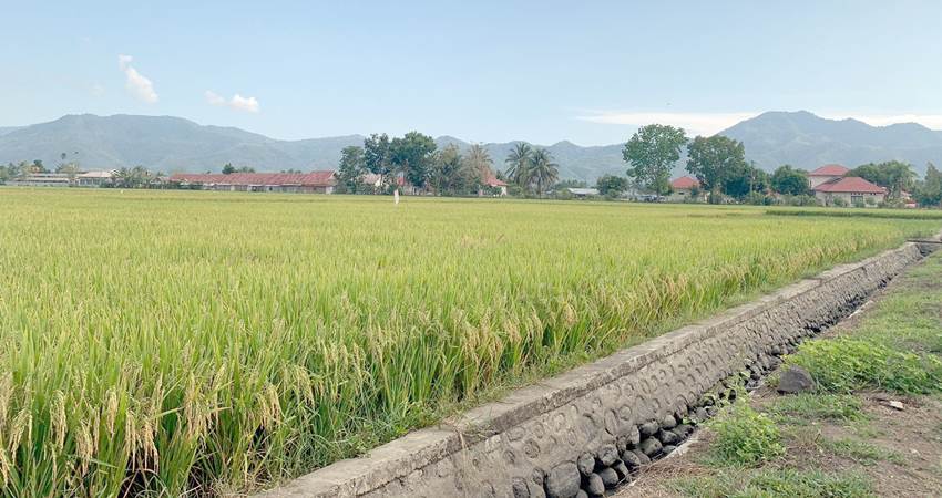 Jelang panen padi, masyarakat petani mengeluhkan aliran air ke lokasi persawahan mereka yang tidak lancar.