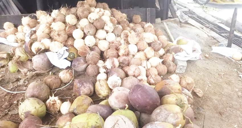 Ribuan kelapa kupas milik salah seorang petani di Kabupaten Bone Bolango.