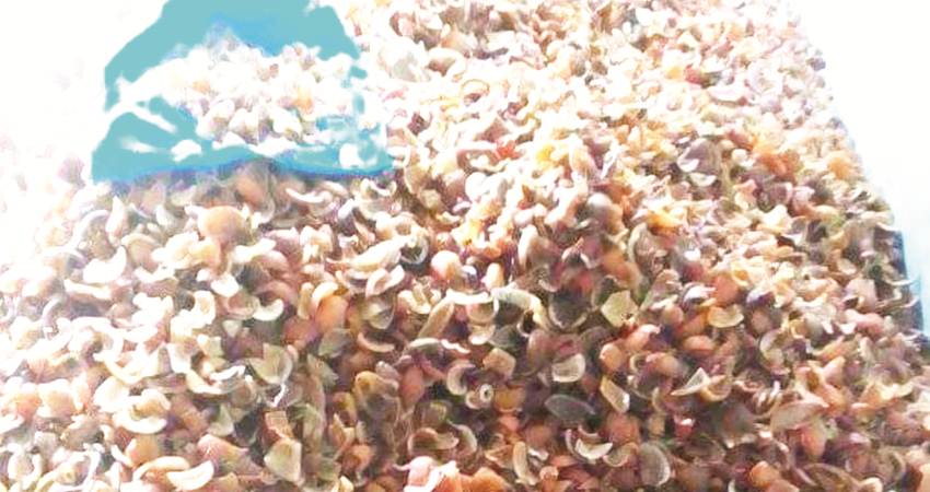 Stok kopra milik salah seorang penampung.