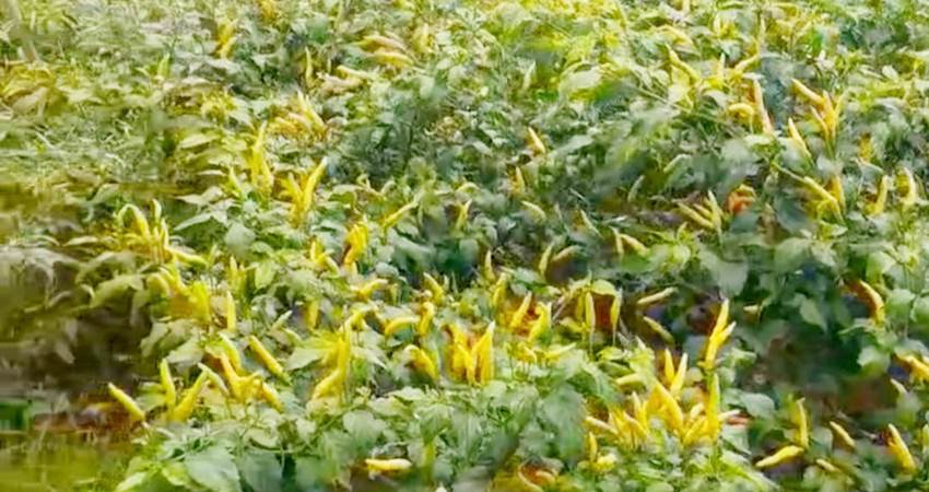 Tanaman rica milik salah seorang petani.