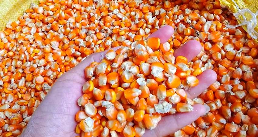 Jagung yang dikeringkan petani. Saat ini harga jagung dinilai cukup rendah sementara harga pupuk dan bibit semakin mahal.