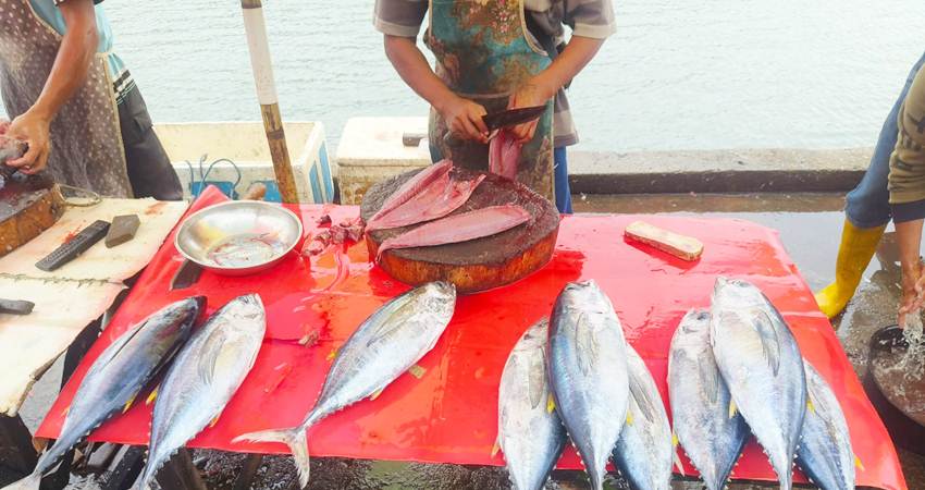Ikan yang dijual pedagang di Tempat Pelelangan Ikan Kota Gorontalo, Ahad (21/1). (Hamdan Abubakar)