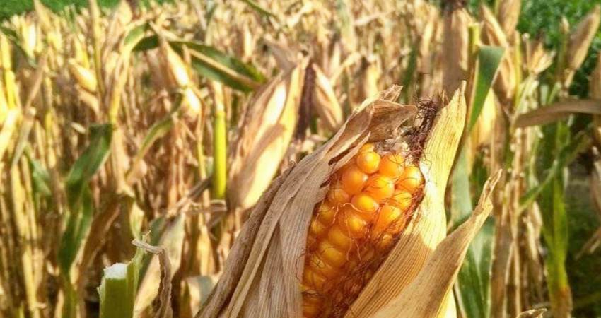 Jagung yang dikeringkan petani