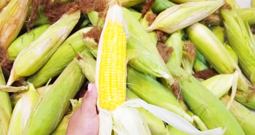 Jagung manis yang dijual pedagang.