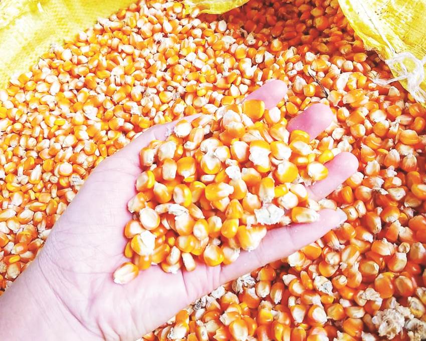 Jagung yang dikeringkan petani