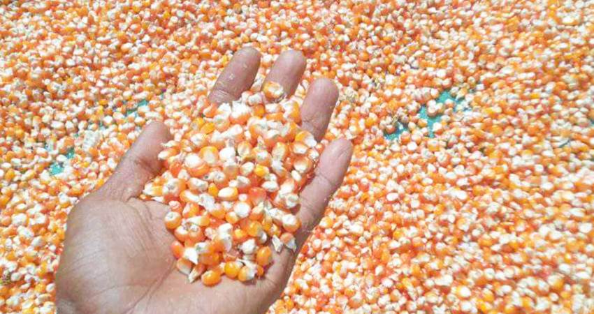 Jagung yang dikeringkan petani