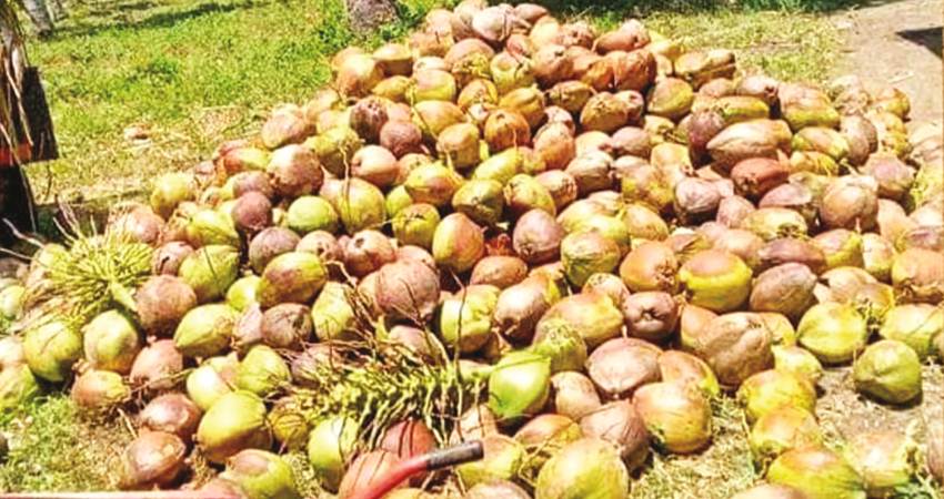 Ribuan kelapa milik salah seorang petani