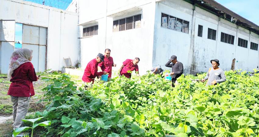 Kalapas Pohuwato Perdana Melakukan Panen Kacang Hijau Bersama Narapidana di Lapas Kelas IIb Pohuwato baru-baru ini. (Foto: istimewa).