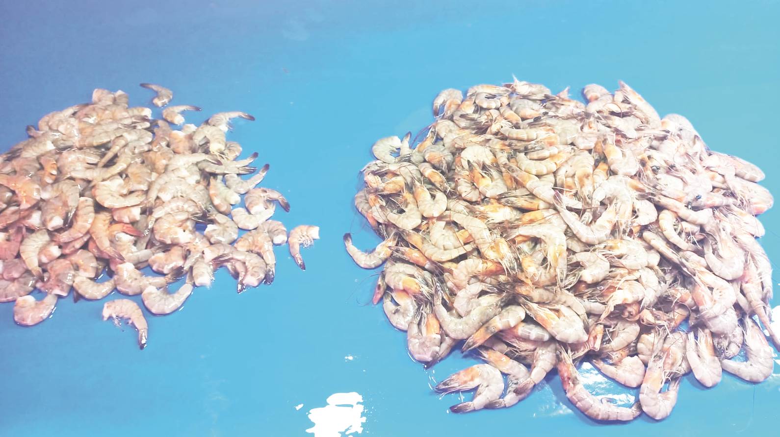 Udang yang dijual pedagang di pasar tradisonal.