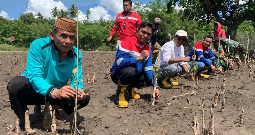 Akhiri 2023, Pertamina Gorontalo Tanam Mangrov di Tongo