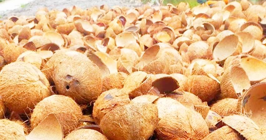 Batok kelapa yang akan diolah menjadi arang tempurung.