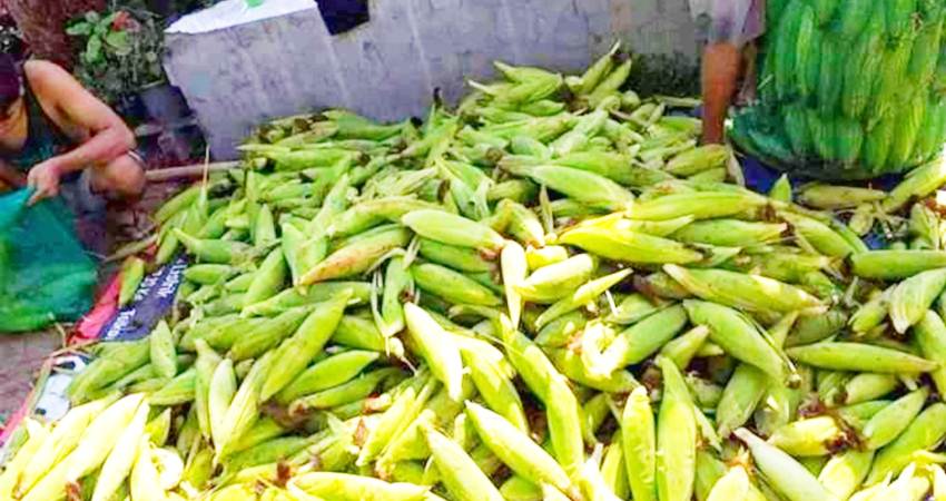 Jagung muda yang akan dijual pedagang di pasar.
