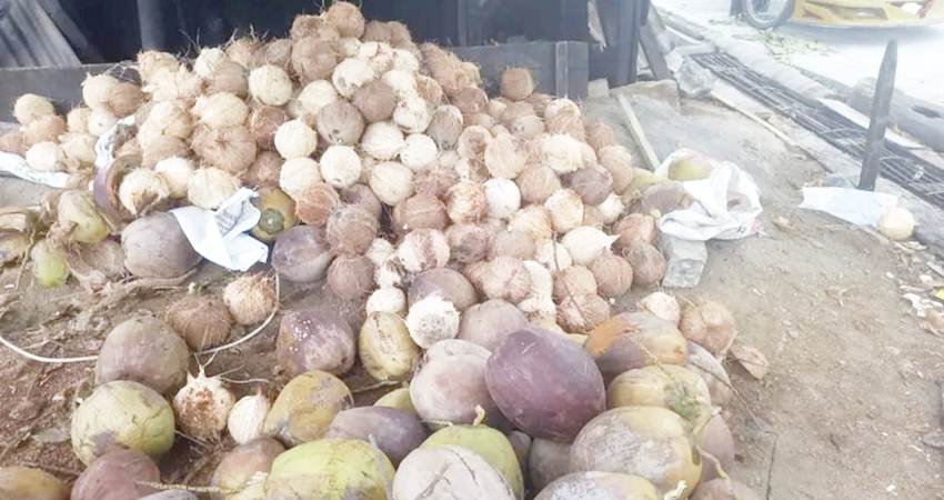 Ribuan kelapa kupas milik salah seorang petani di Kabupaten Bone Bolango.